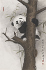 熊猫019