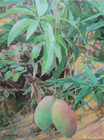 垂地的芒果<br>Mangoes Hanging Down to the Ground