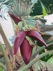 蕉蕾之四<br>Banana Plant Flowering #4