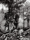 1982年曹勇在巴玛瑶族自治县《 老树》