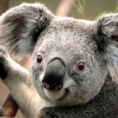 演示帐户程 Koala